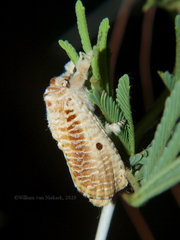 Indarbela tegula