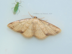 Lomographa indularia