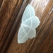 photo of Pale Beauty (Campaea perlata)