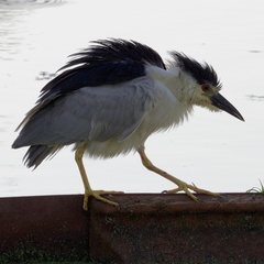 Nycticorax nycticorax image