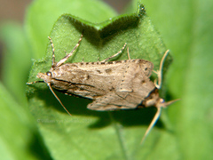 Loryma basalis