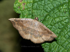 Maxera marchalii