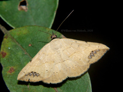 Maxera marchalii