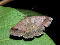 Mocis mutuaria