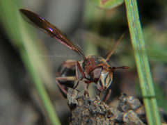 Monoceromyia pulchra