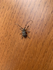 Mesosa curculionoides