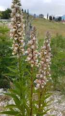 Digitalis lanata