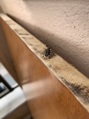 Mesosa curculionoides