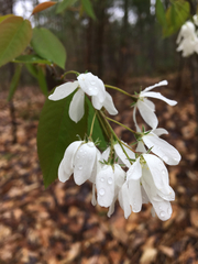 Amelanchier stolonifera