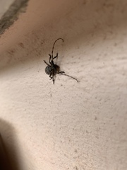 Mesosa curculionoides