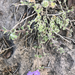 Flagstaff False Pennyroyal - Photo (c) susanlamb, some rights reserved (CC BY-NC), uploaded by susanlamb