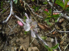 Prunus pedunculata