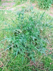 Cirsium vulgare