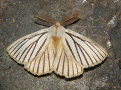 Phiala nigrolineata