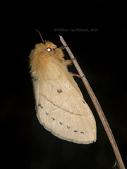 Philotherma rosa
