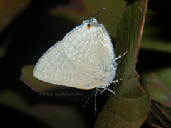 Pilodeudorix zeloides