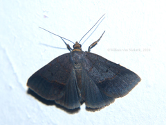 Plecoptera flaviceps