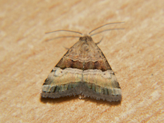 Pseudozarba opella