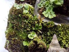 Marchantia polymorpha ruderalis