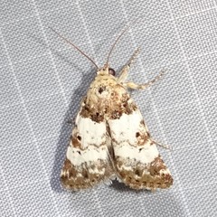 Pseudacontia crustaria