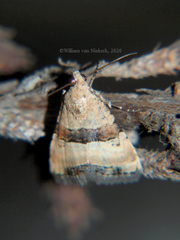 Pseudozarba opella