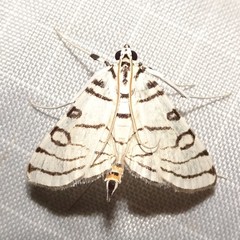 Conchylodes concinnalis