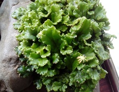 Marchantia polymorpha ruderalis