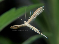 Pterophorus rhyparias