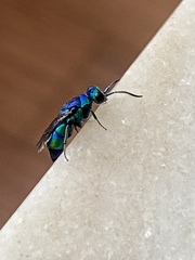 Chrysis angolensis