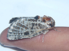 Salagena obsolescens