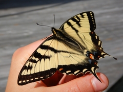 Papilio canadensis