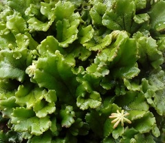 Marchantia polymorpha ruderalis