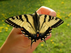 Papilio canadensis