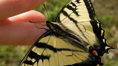 Papilio canadensis