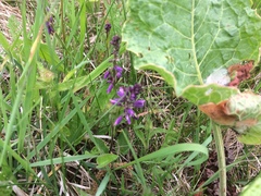 Polygala comosa