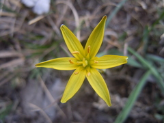 Gagea pauciflora
