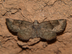Sarangesa lucidella