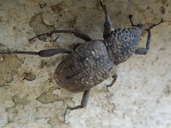 Sipalinus gigas