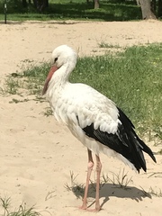 Ciconia ciconia