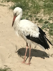 Ciconia ciconia