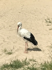 Ciconia ciconia