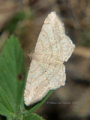 Scopula curvimargo