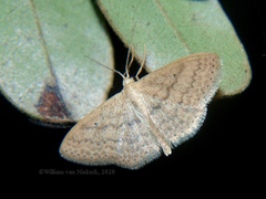 Scopula lactaria