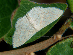 Scopula lactaria