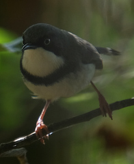 Apalis thoracica claudei
