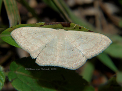 Scopula spoliata