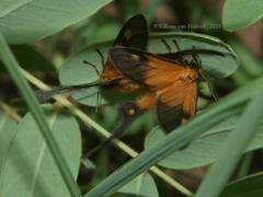 Semioptila fulveolans