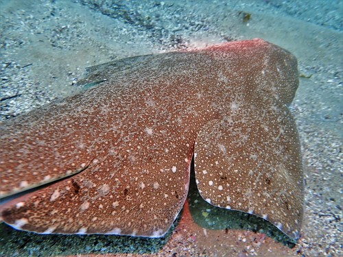 Australian angelshark (Squatina australis) — Squatinidae — 4