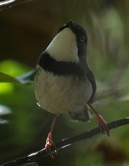 Apalis thoracica claudei