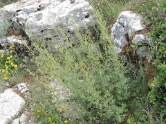 Scrophularia canina canina